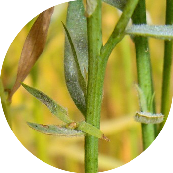 სელის ჭრაქი