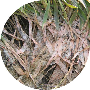 ზამთრის კულტურების ფუზარიუმის თოვლის ფორმა