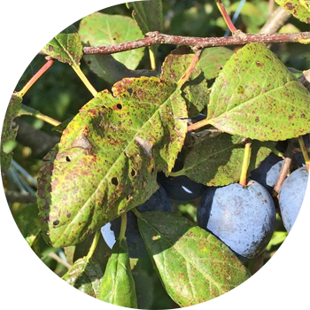 კლეისტეროსპორიოზი