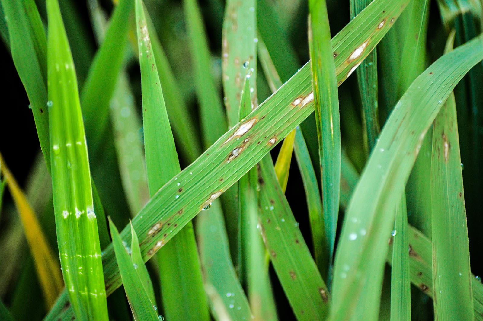 Пирикуляриоз риса