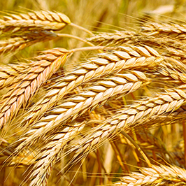 მარცვლეულის პროდუქტები