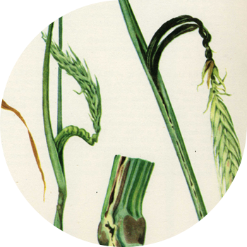 ჭვავის stalk smut