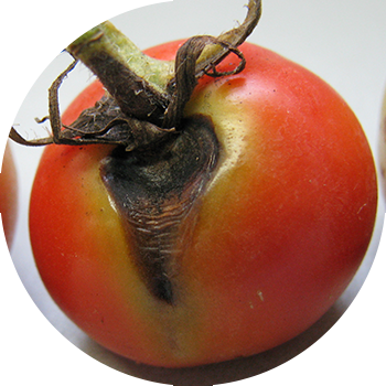 Томат альтернариозы
