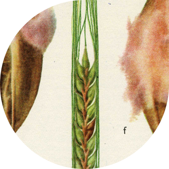 Mold ფორმირების თესლი