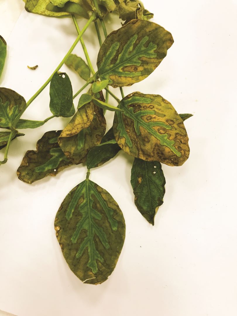 Соя фузариумы