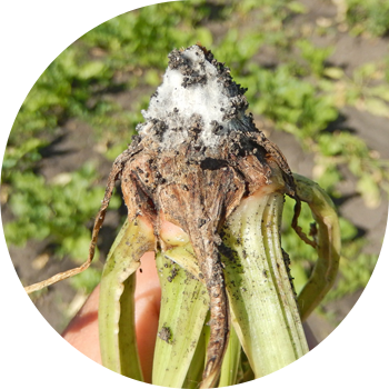 Fusarium ჭარხლის rot