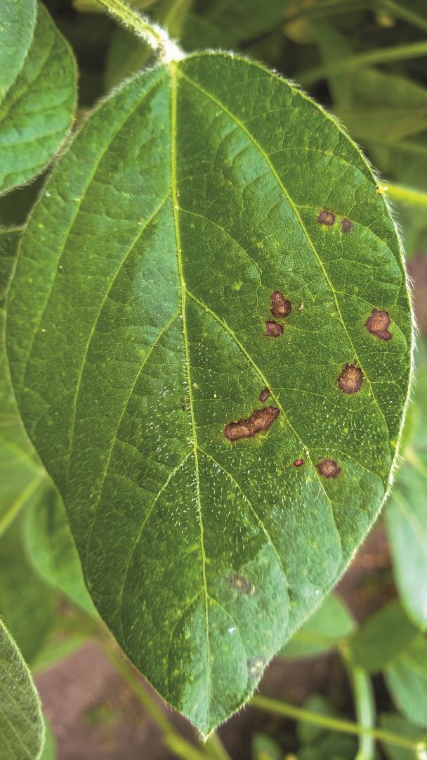 სოიოს ცერკოსპოროზი