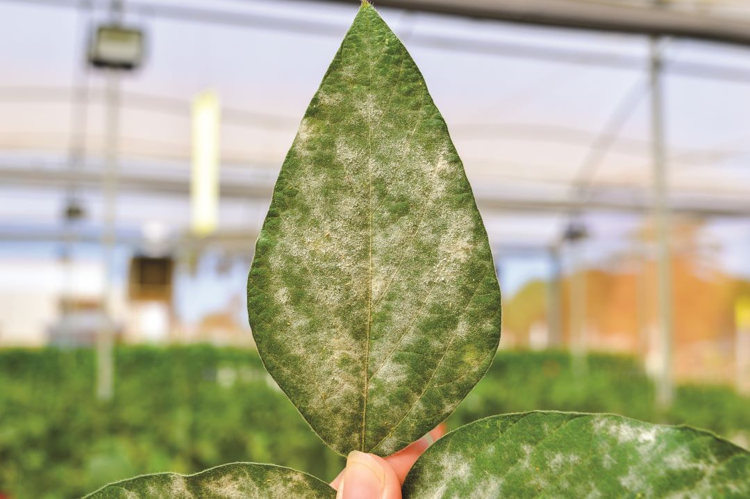 სოიოს ჭრაქი