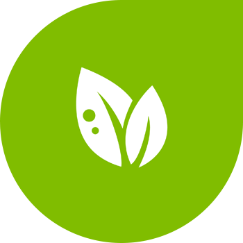 Қызанақ септориясы немесе ақ жапырақ дақтары