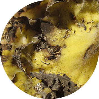 მზესუმზირის კალათების მშრალი ლპობა