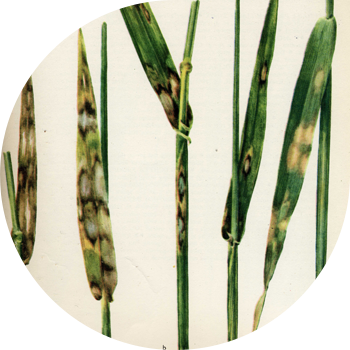 ჭვავის და ქერის რინქოსპორიოზი