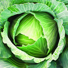 Қырыққабат