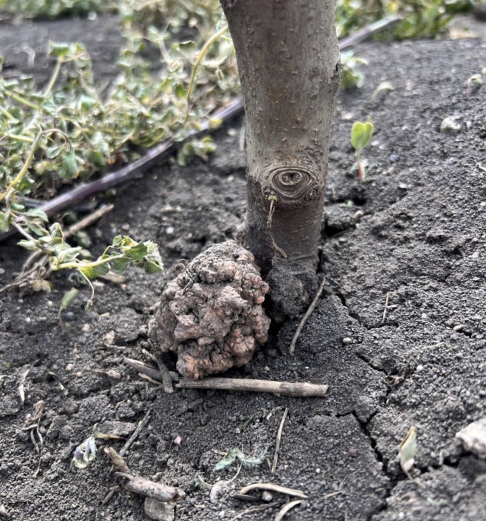 ხილის კულტურების ძირეული კიბო