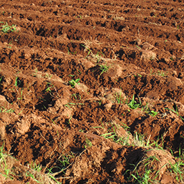 წყვილები