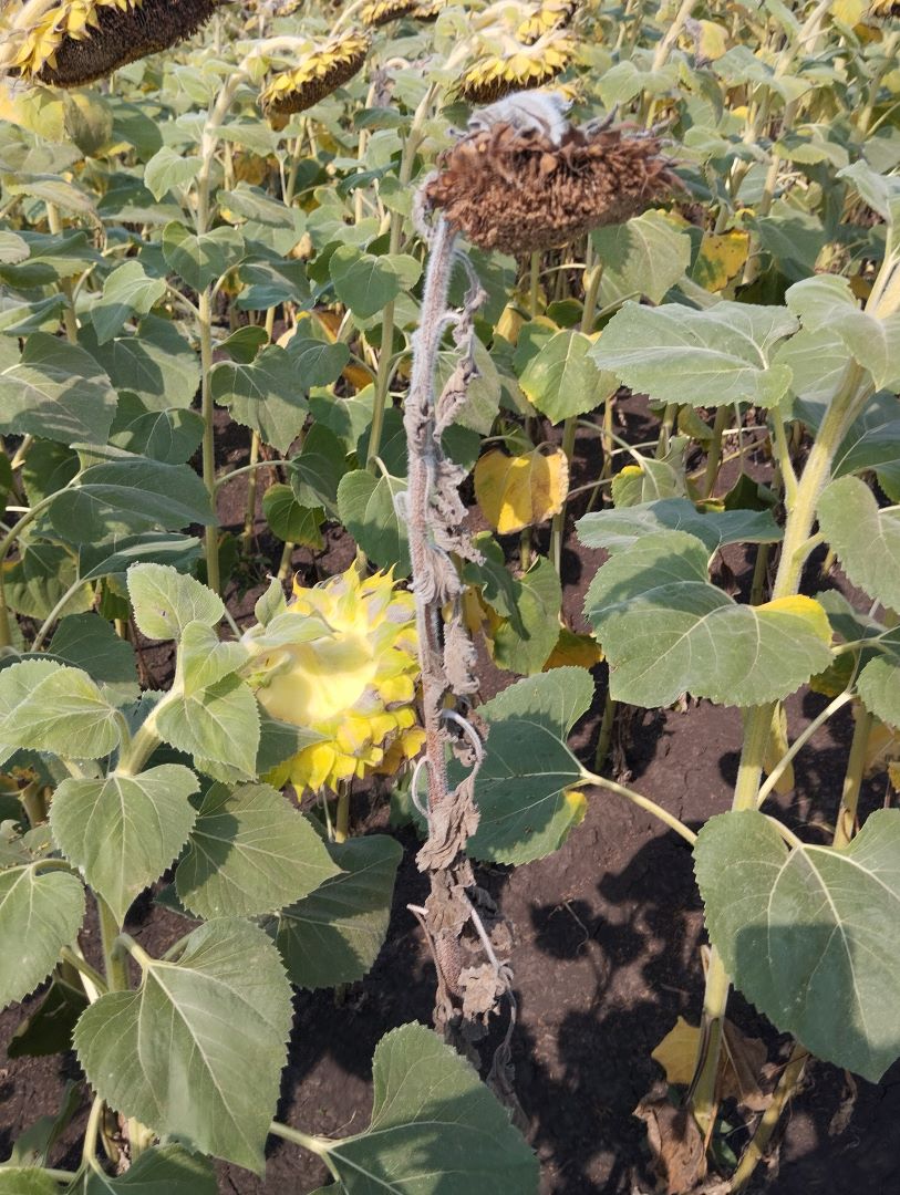 Verticillose wilting მზესუმზირის