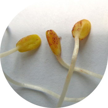 სელის კოტილედონების ჭრელი