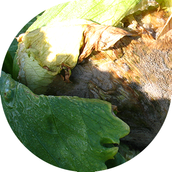 ჯვარცმული კულტურების ნაცრისფერი ლპობა