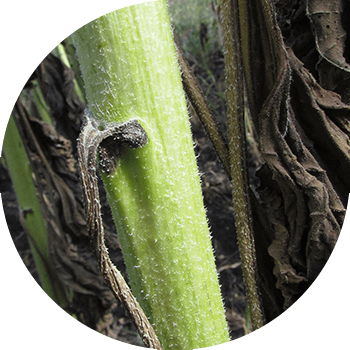 მზესუმზირის ფომოზი