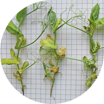 ბარდა ფუზარიუმი