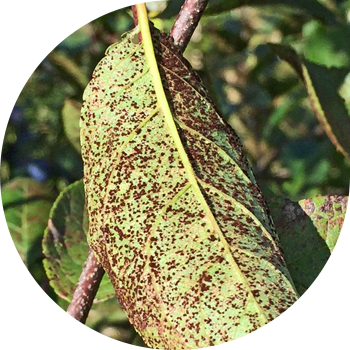 მსხლის ჟანგი