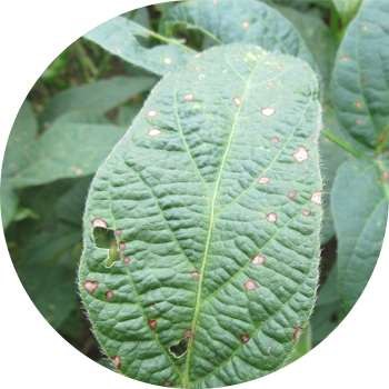 სოიოს ანთრაკნოზი