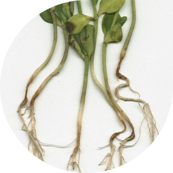 სელის ანტრაკნოზი