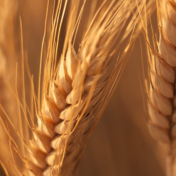 ჩვეულებრივი კულტურების სათესლე კალკულატორი