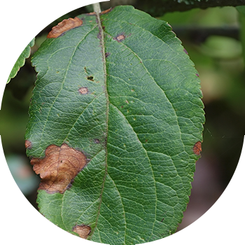 Алма альтернариозы