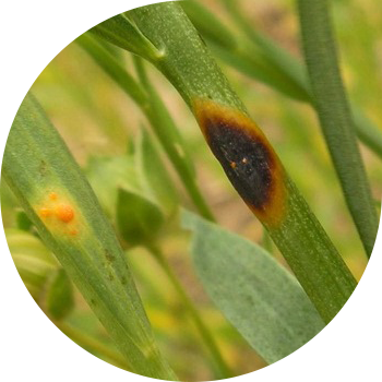 სელის ჟანგი