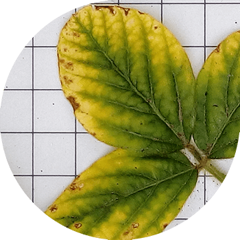 სოიოს ჟანგი