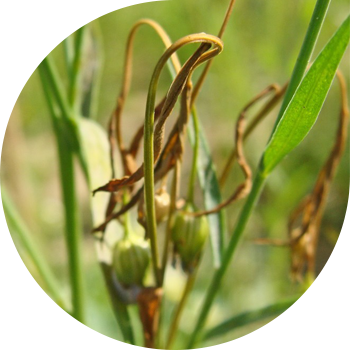 Polysporosis, ან browning (brittleness) სელის stalks