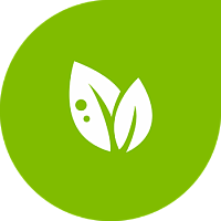 კომბოსტოს ნერგების შავი ფეხი