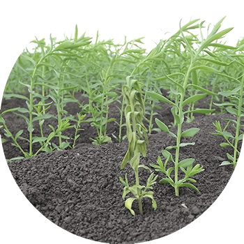 Зығыр фузариумы (көбінесе қоздырғыш-Fusarium oxysporum Schl. f. Lini Bilai)