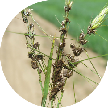 ქერის მტვრიანი სუნი