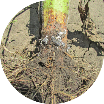 მზესუმზირის თეთრი ლპობა