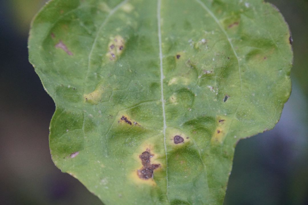 მზესუმზირის სეპტორია