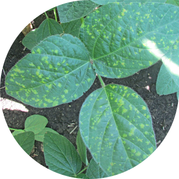 პერონოსპოროზი ან სოიოს ჭრაქი