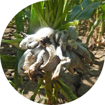 Bubble smut სიმინდის