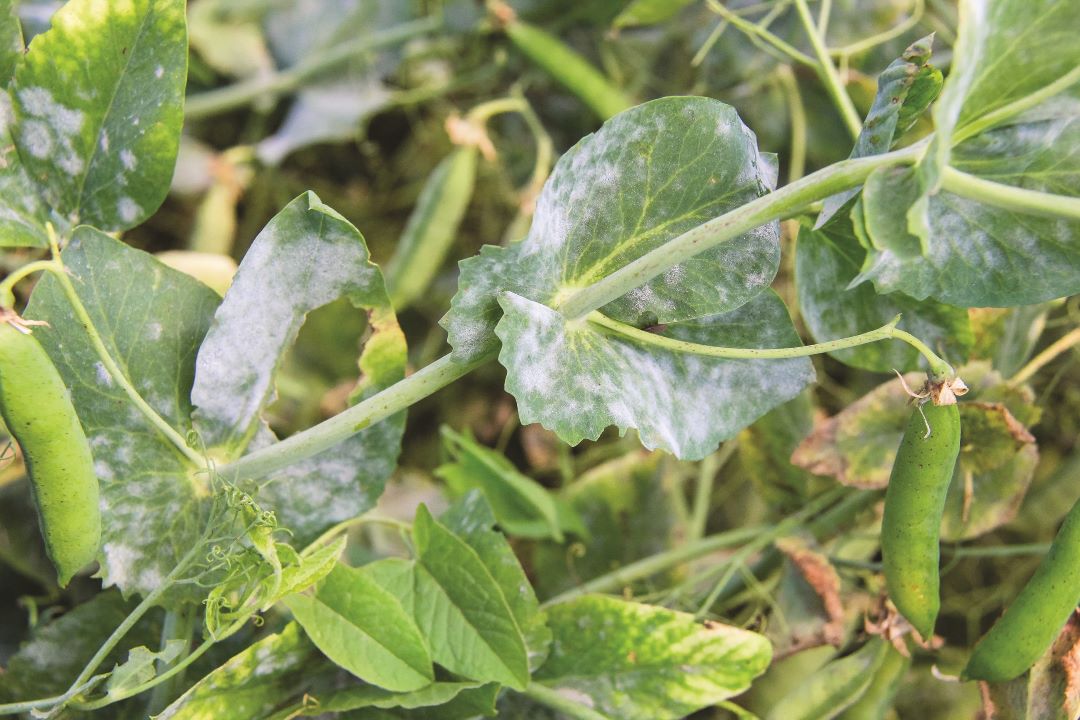 ბარდა ჭრაქი