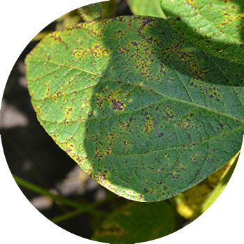 სეპტორია ან სოიოს ჟანგიანი ლაქა