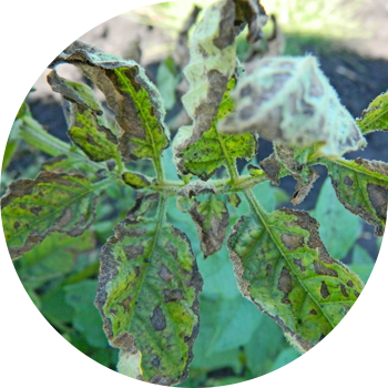 კარტოფილის გვიანი დაავადება