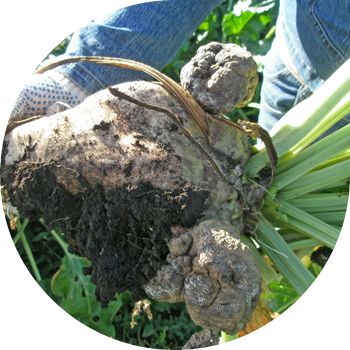 ჭარხლის კიბო