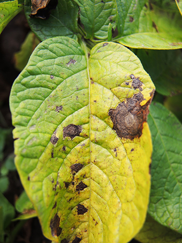 კარტოფილის ალტერნარიაზი (ადრეული მშრალი ლაქა) 