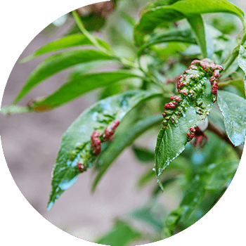 ხუჭუჭა ატმის ფოთლები