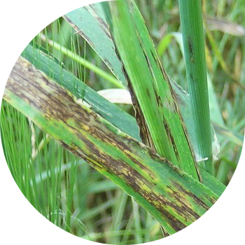 ქერის ლაქა