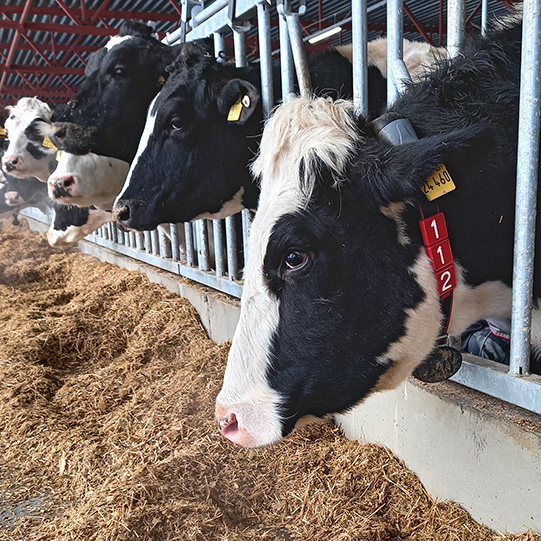 "Оразметьево" ККМ