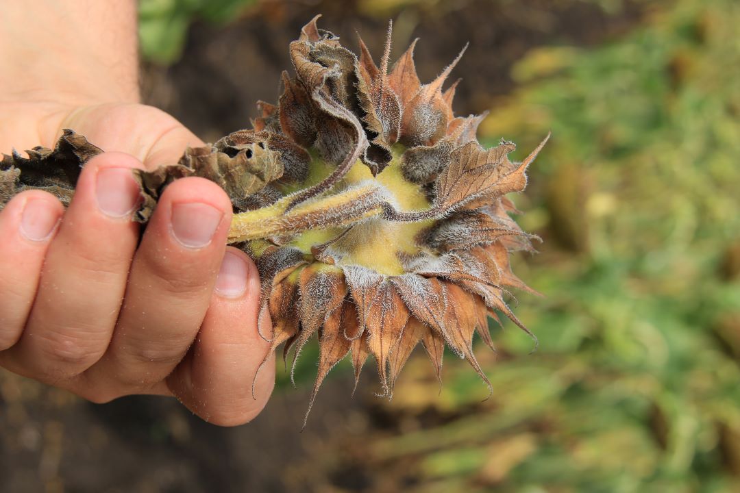 მზესუმზირის phomopsis (ნაცრისფერი ყავისფერი ან ყავისფერი spotting,rot, ღეროვანი კიბოს)