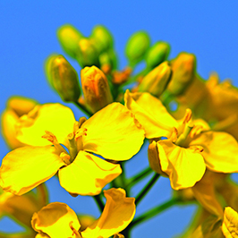 Rapeseed