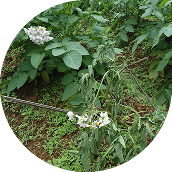 კარტოფილის ყავისფერი ბაქტერიოზი (ბაქტერიული გაფუჭება) 