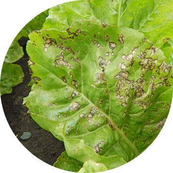 ჭარხლის ცერკოსპოროზი